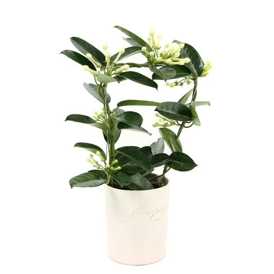 Jasmin De Madagascar : Grappes, Cache-pot.