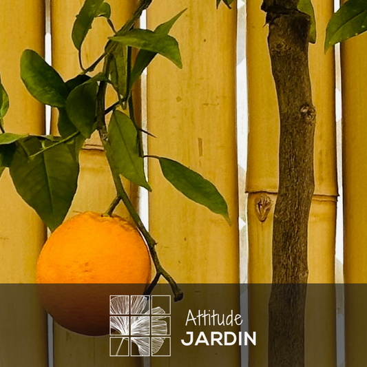 Oranger - Agrume Méditerranéen - Arbre Fruitier - ↕ 75-85 Cm - ⌀ 22 Cm