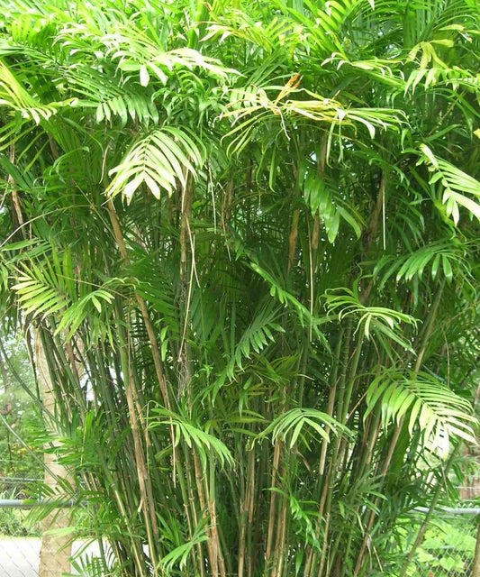 Chamaedorea Seifrizii (palmier Nain De Seifriz) Pot De 1 Litre - 50/60 Cm