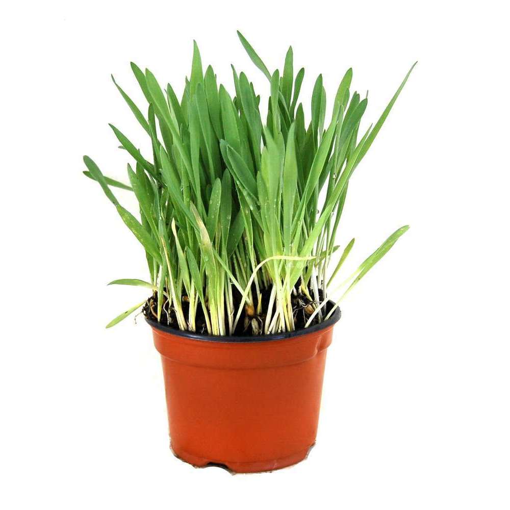 Plant De Menthe Des Chats : Pot De 0,5 Litre