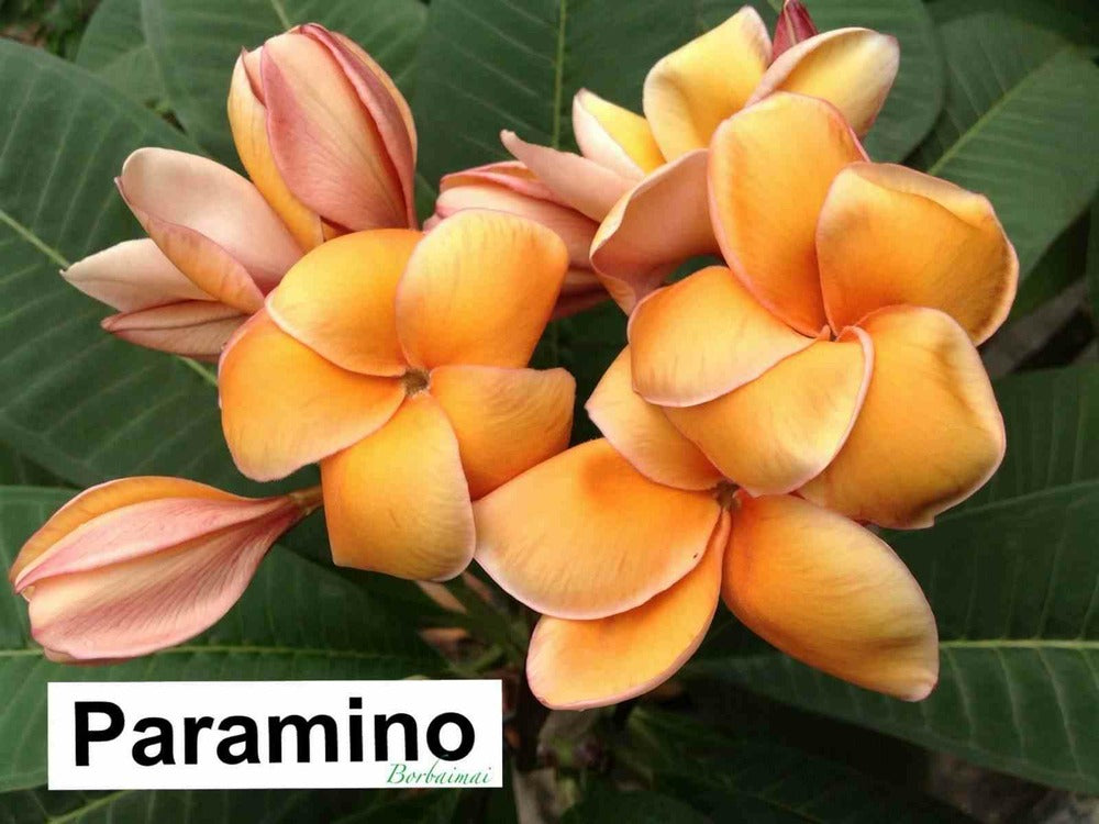 Plumeria Rubra "paramino" (frangipanier) Couleur Floraison:orange - Pot De 2 Litres ? 20/30 Cm