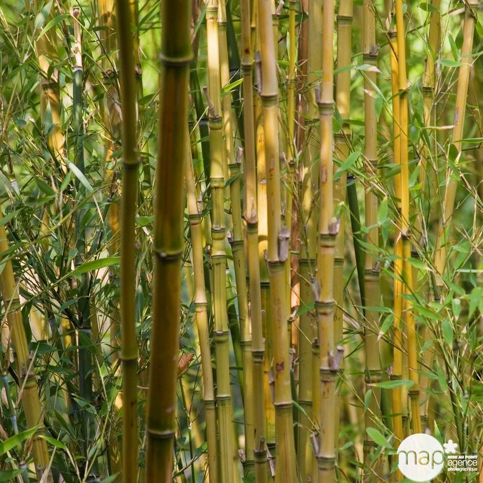 Bambou : Pot De 5 Litres