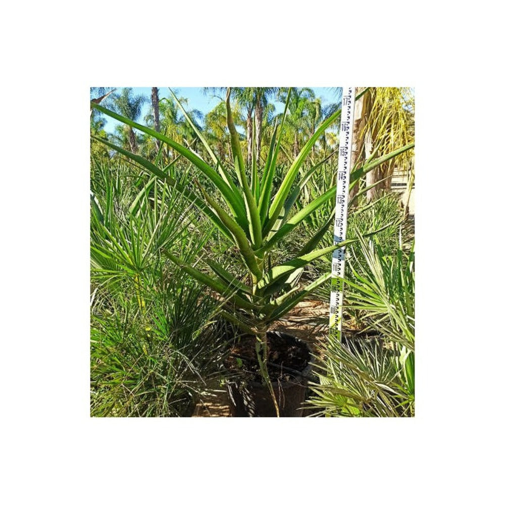 Aloe Barberae (aloe.bainesii) Pot De 140l - 200/250cm