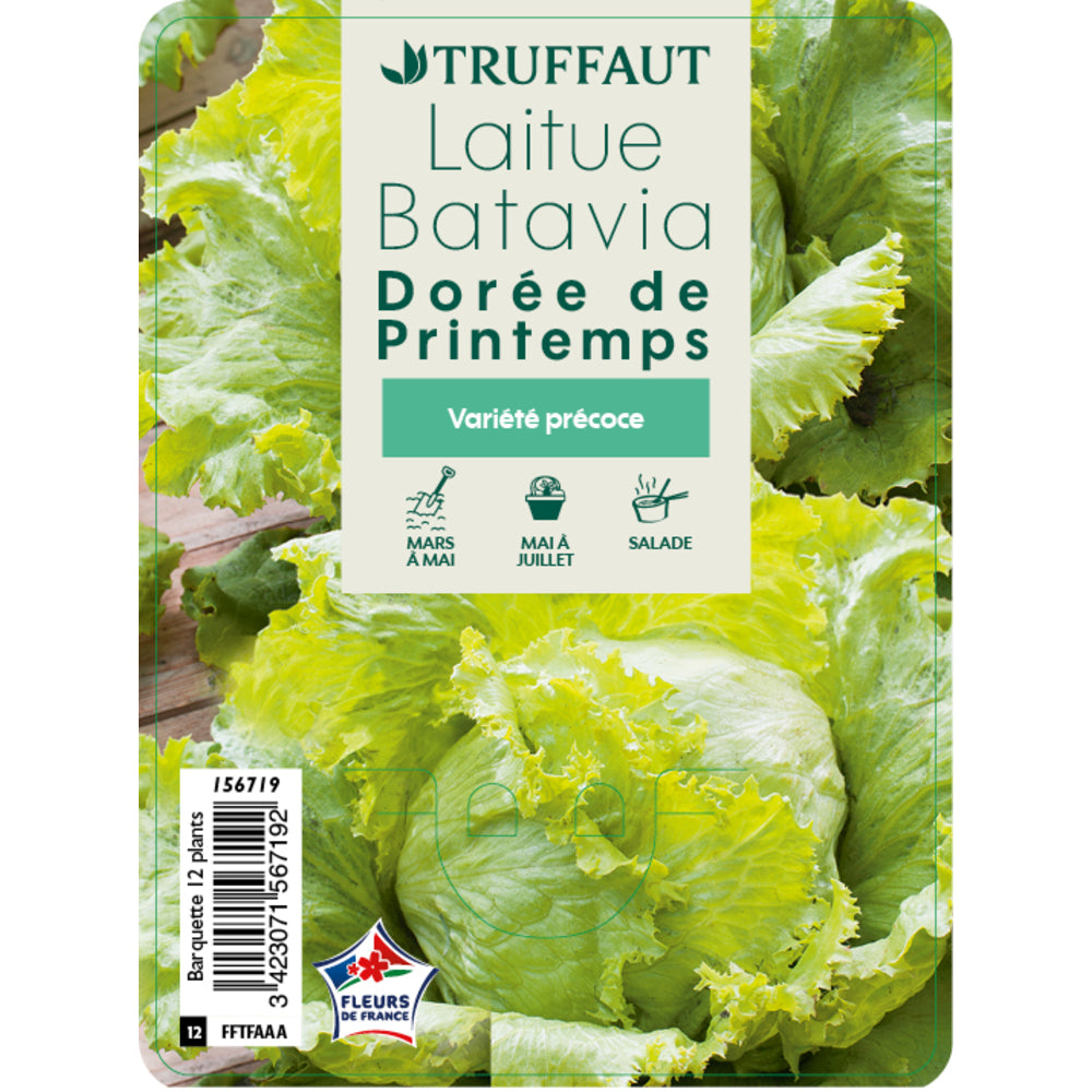 Plants De Batavia Dorée De Printemps : Barquette De 12 Plants