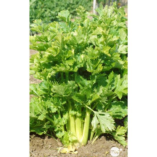 Plants De Céleris Branche Géant Doré : Barquette De 6 Plants