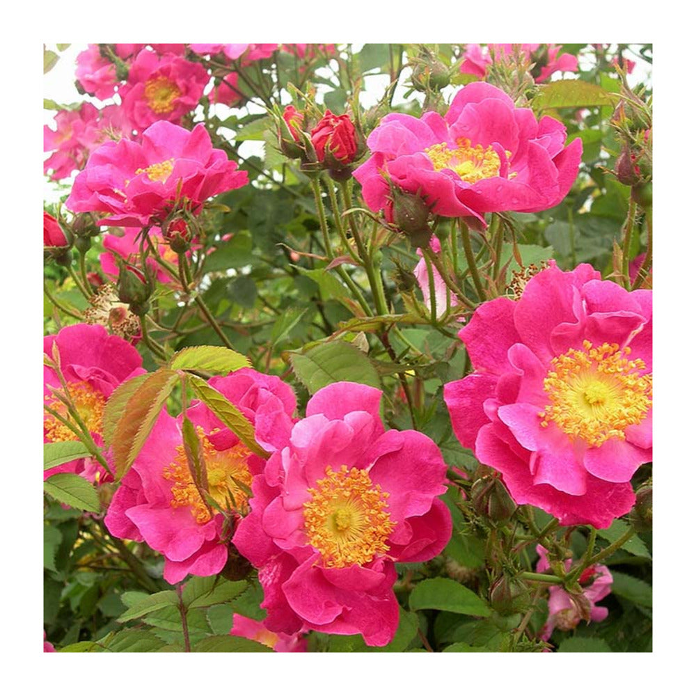Rosier Arbuste Rose Vif Francois Joyaux® Evegaltane