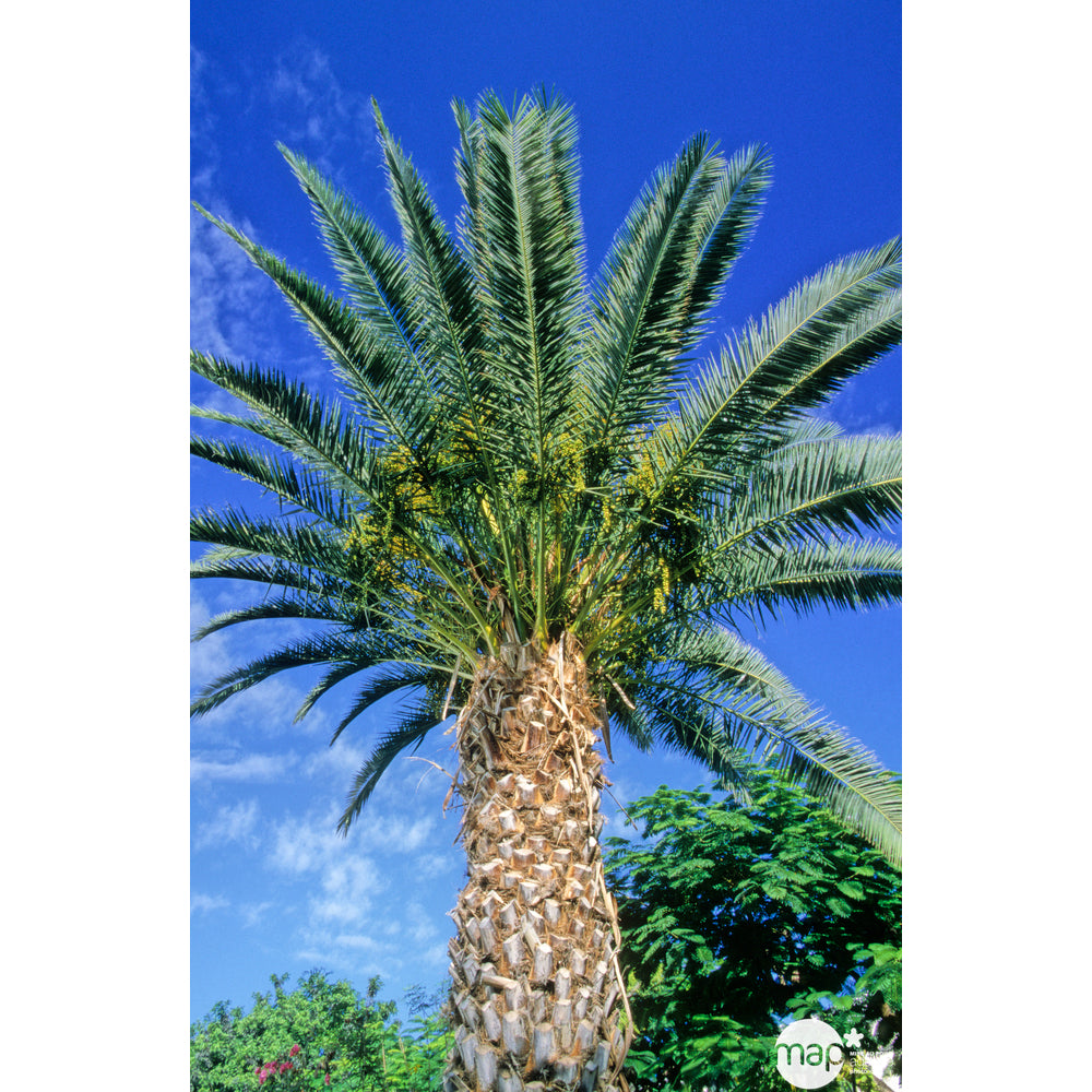 Phoenix Canariensis : Pot Diamètre 25 Cm Deco