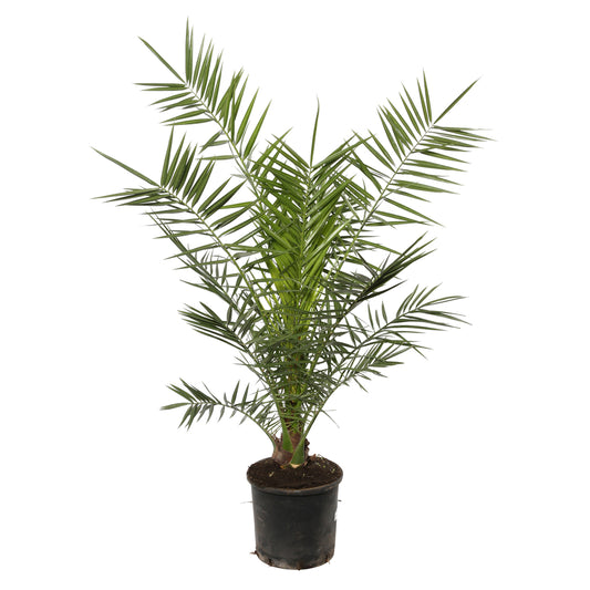 Phoenix Canariensis : Pot Diamètre 25 Cm Deco