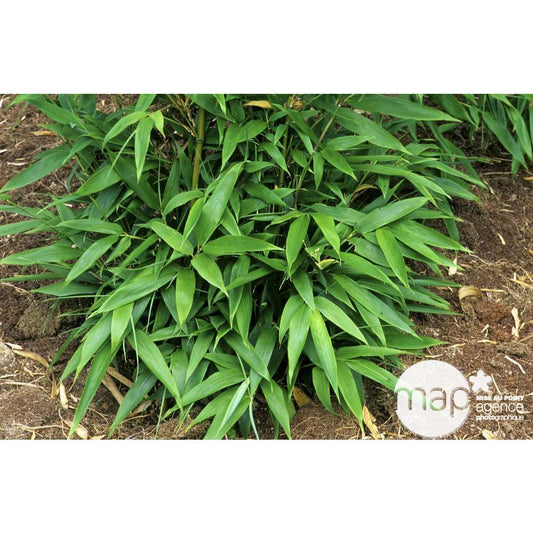 Bambou Moyen Phyllostachys Nigra: Pot De 70 Litres