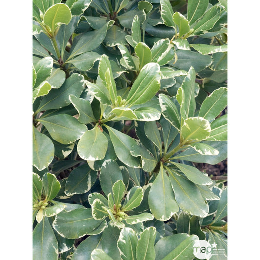 Pittosporum Tenuifolium Variegatum : 10L