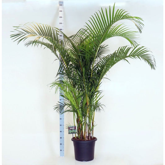 Aréca : H.220/250cm Pot