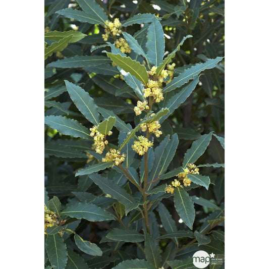 Plant De Laurier Sauce : Pot De 0,5 Litre