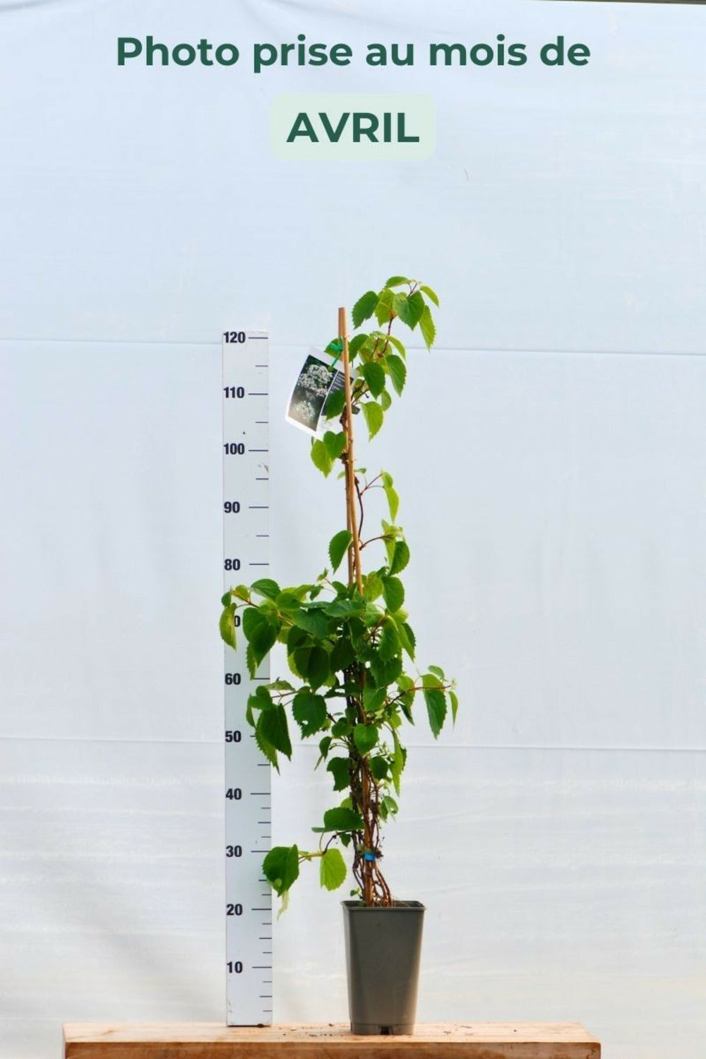 Schizophragma Hydrangeoides Snow Sensation' - En Pot De 3 Litres