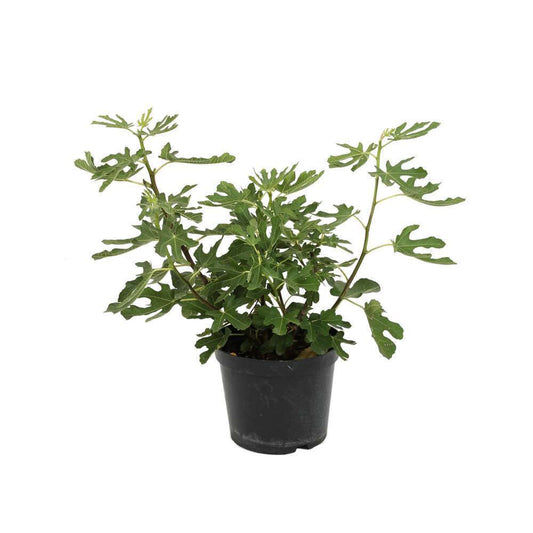 Figuier Goutte D'or : Touffe Ctr 10 Litres