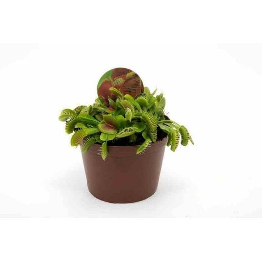 Dionée Muscipula (dionée, Attrape-mouches De Vénus) Pot De 1 Litre - 0/40 Cm