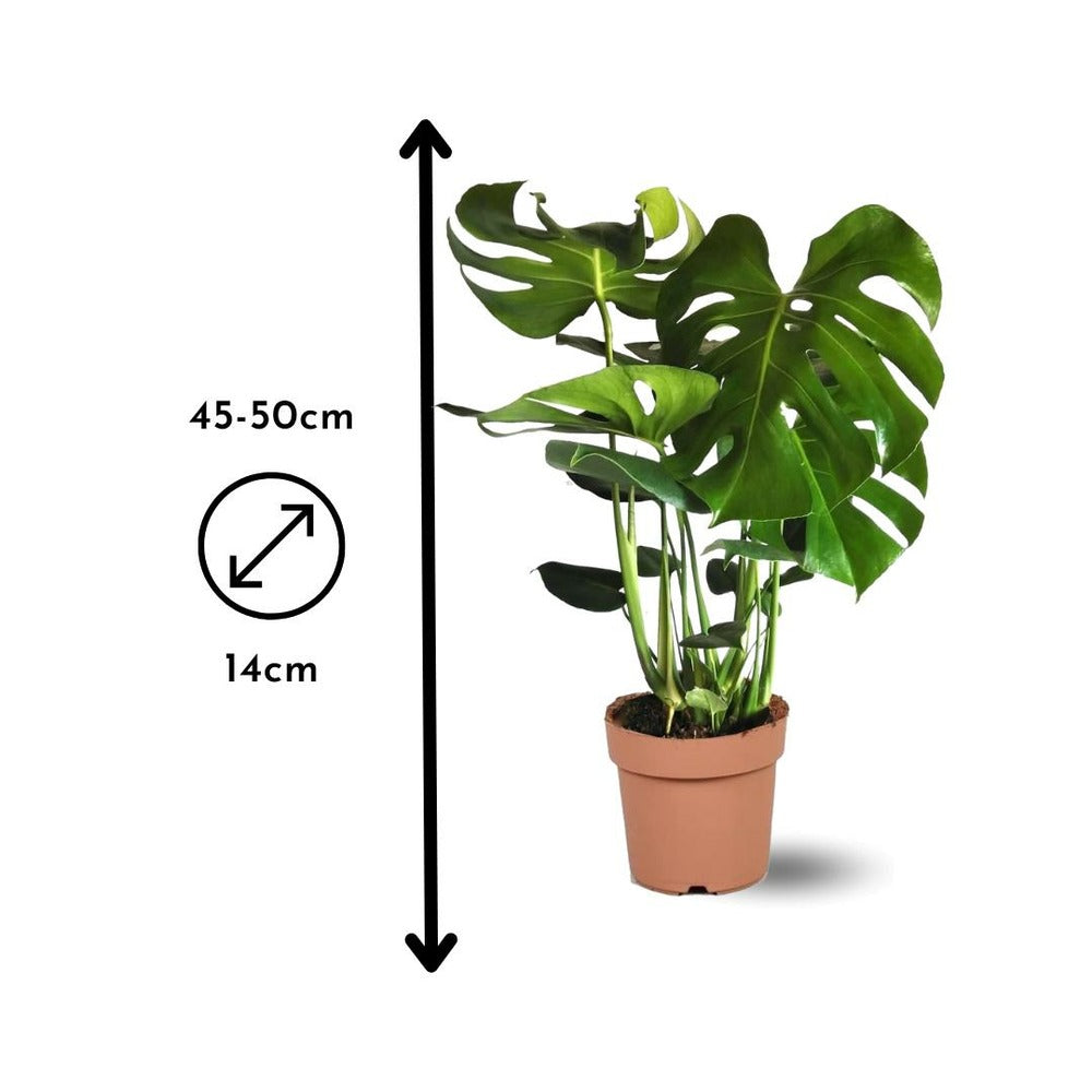 Monstera Deliciosa - Plante Trouée - Purificateur D'air - ↕ 45-50 Cm - ⌀ 14 Cm - Plante D'intérieur