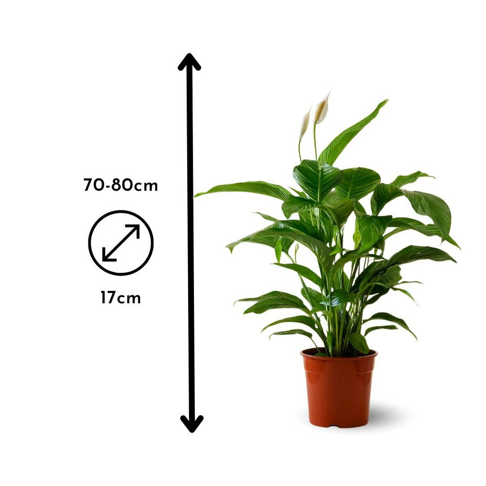 Mélange De Succulentes - Plante D'intérieur - ↕ 5-10 Cm - ⌀ 5,5 Cm - Lot De 20 Plantes