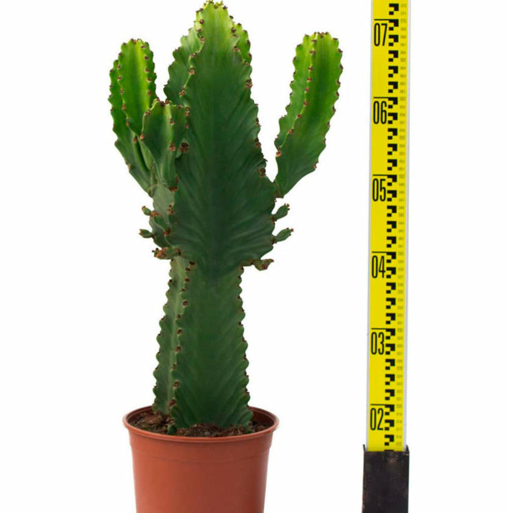 Euphorbia Ingens 'candelabrum' Pot De 40 Litres - 140/160 Cm