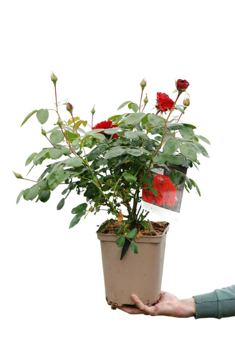 Rosier Meilland 'scarlet Bonica' ? - En Pot De 5 Litres