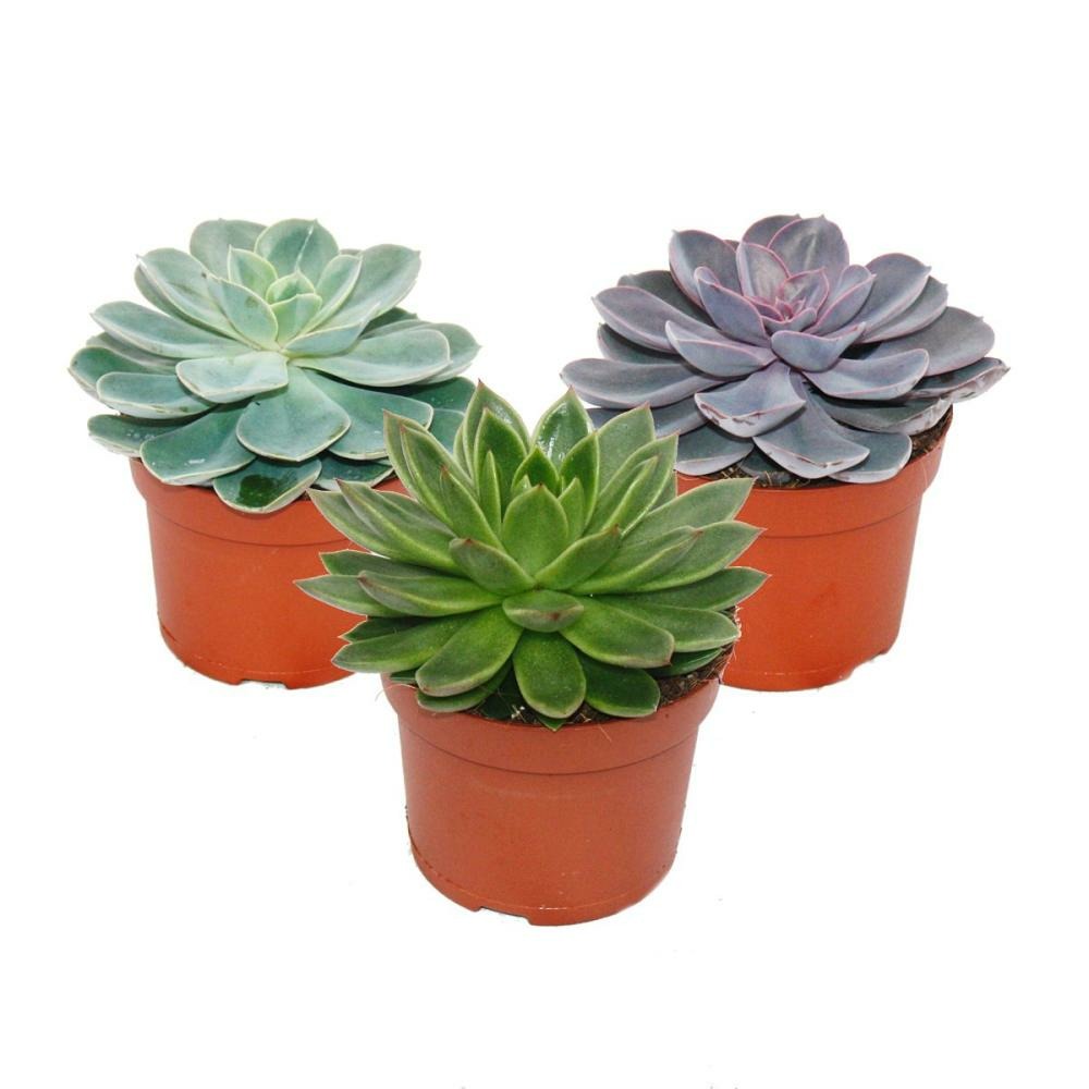 Set De 3 Echeveriens Différents Dans Un Pot De 12cm