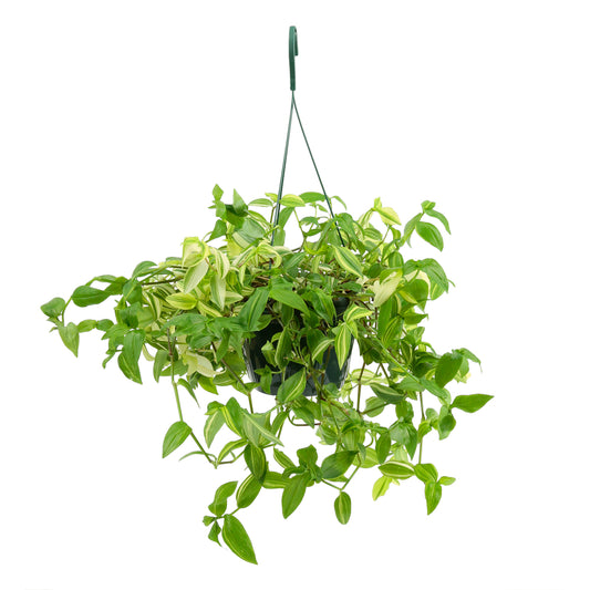 Tradescantia : Suspension Diamètre 17 Cm - Variétés Variables