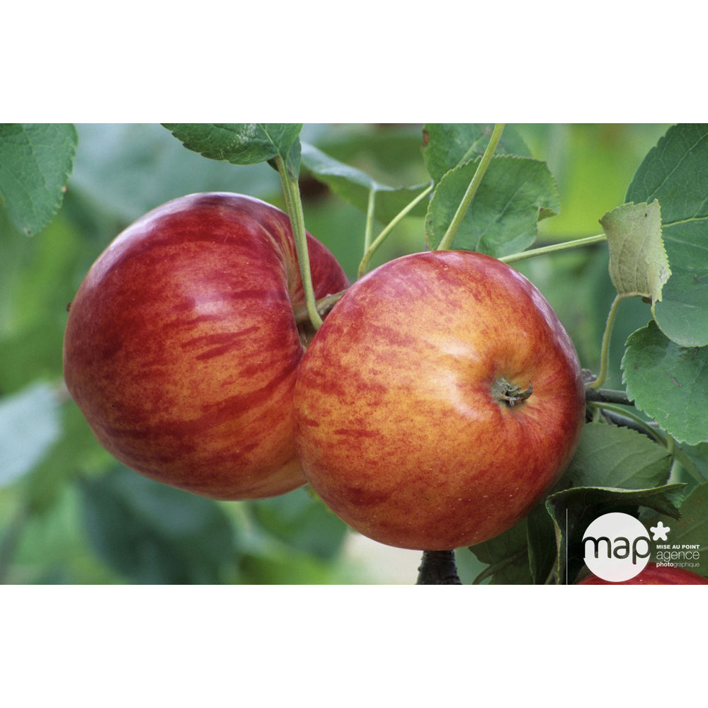 Pommier Reine Des Reinettes : Demi Tige Ctr