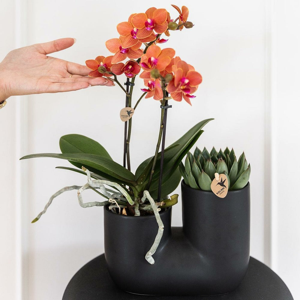Orchidée Et Succulent En Pot Noir Design