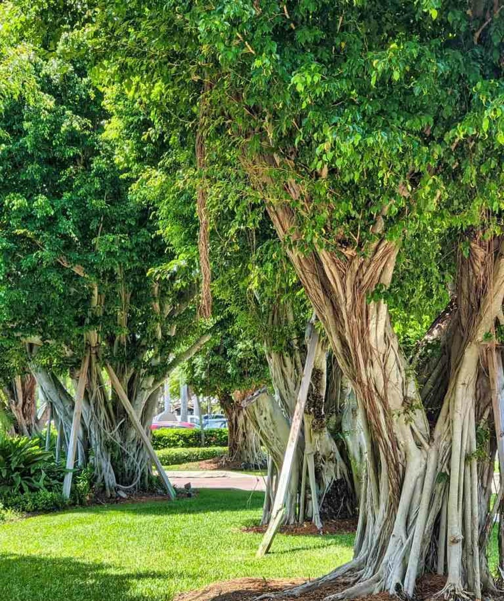 Ficus Microcarpa 'compacta' Pot De 25l- 125/150cm