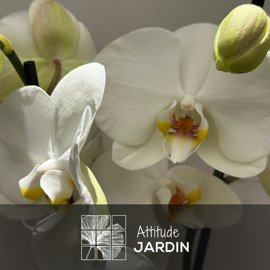 Orchidée Blanche - Double Branche - Phalaenopsis - ↕ 60-70 Cm - ⌀ 12 Cm - Cache Pot En Céramique Blanc