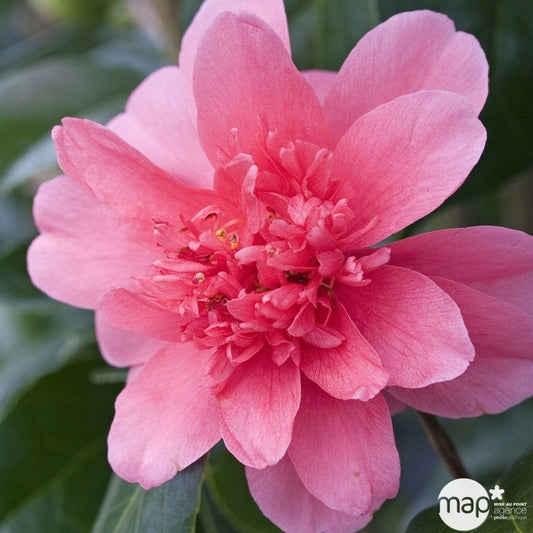 Camellia 'Volcano' : H 40/50 Cm, Ctr 3 Litres