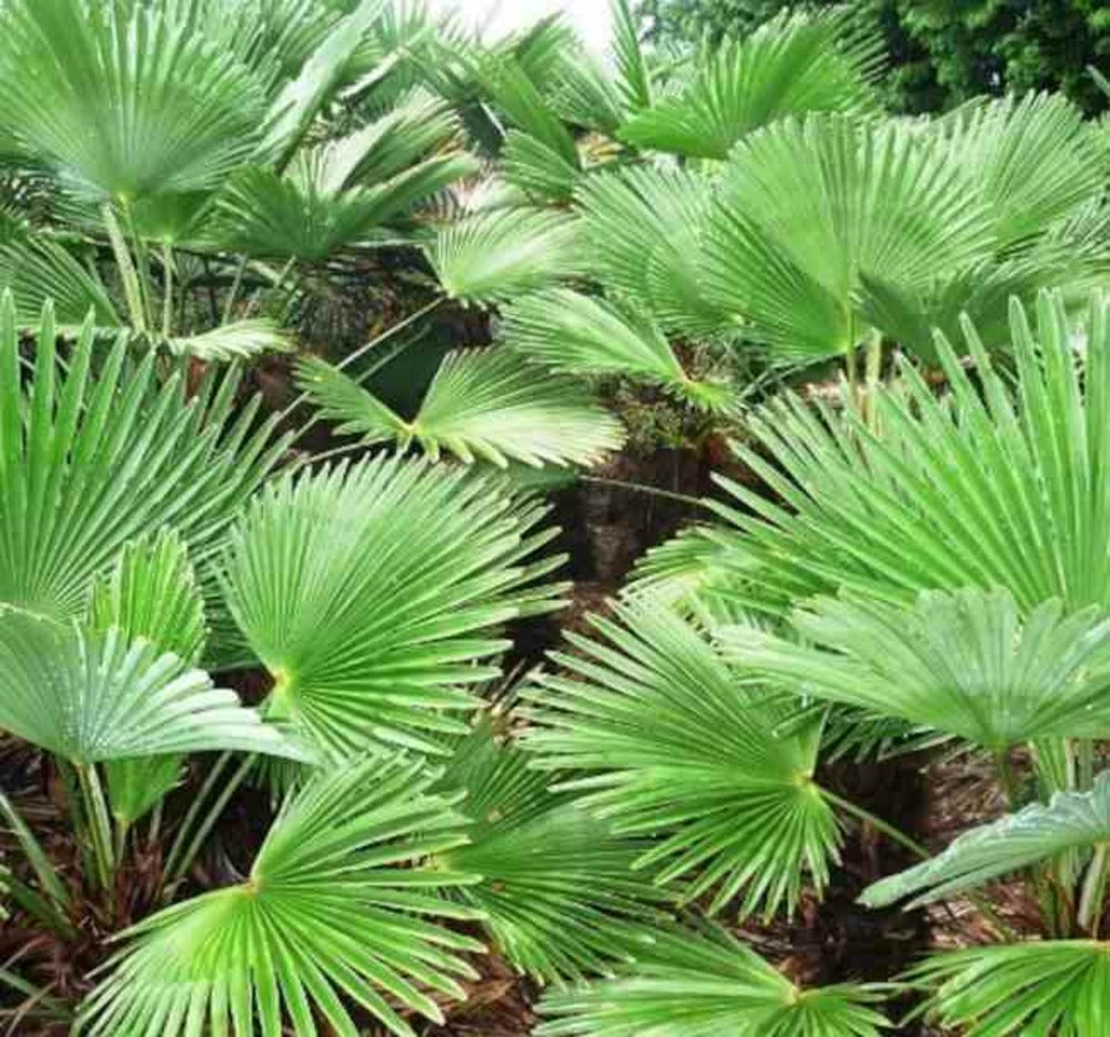 Trachycarpus Wagnerianus (palmier De Chusan)- Pot De 10l - Tronc 15/25 Cm - Total 60/80cm