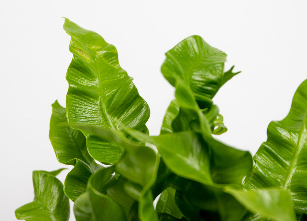 Asplenium Crispy Wave - Fougère Nid D’oiseau - Plante D’intérieur - 20-30 Cm De Haut - Pot 12 Cm