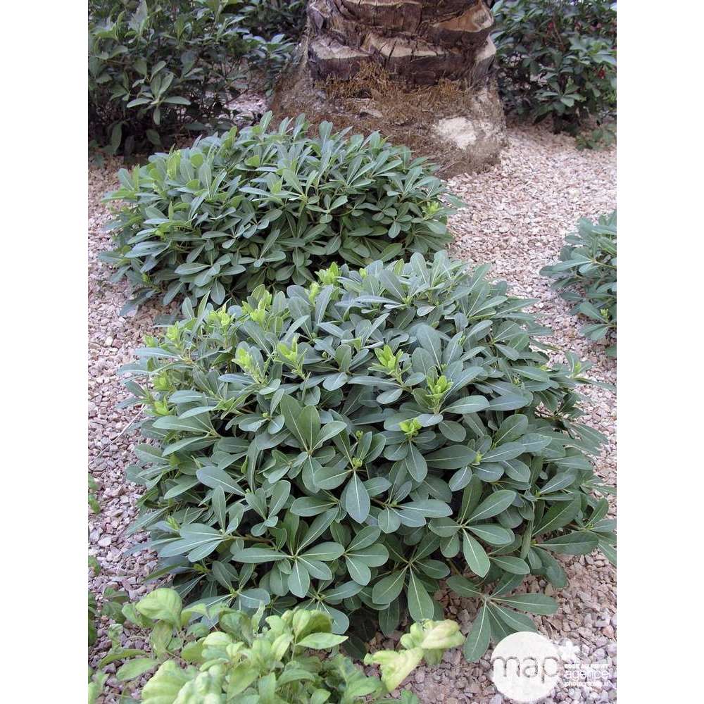 Pittosporum Tobira Nana : H 30/40 Cm Ctr 5 Litres