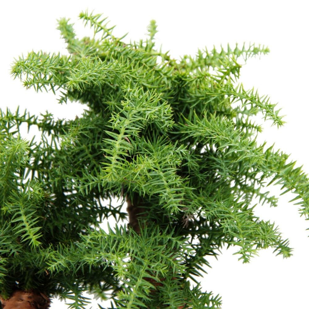 Bonsaï D'intérieur Araucaria Cunninghamii Sapin D'intérieur Araucaria De Nouvelle-guinée Hauteur Env. 65cm Coupe 26cm