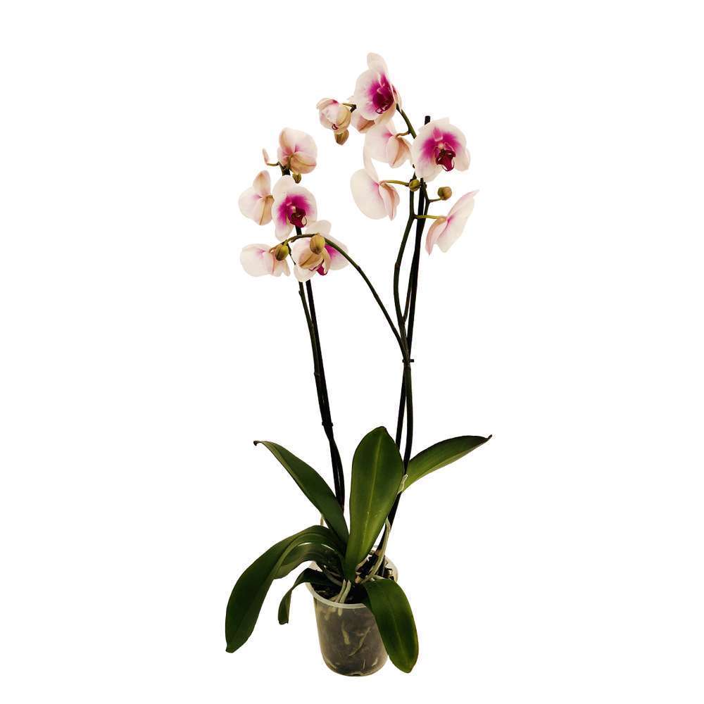 Orchidée Phalaenopsis 2 Tiges, Coloris Variables - Pot D.12 Cm