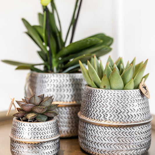 Verts Colibri | Lot De 2 Plantes Succulentes En Pots Décoratifs Rainurés Argentés - Pot Céramique Taille 9cm
