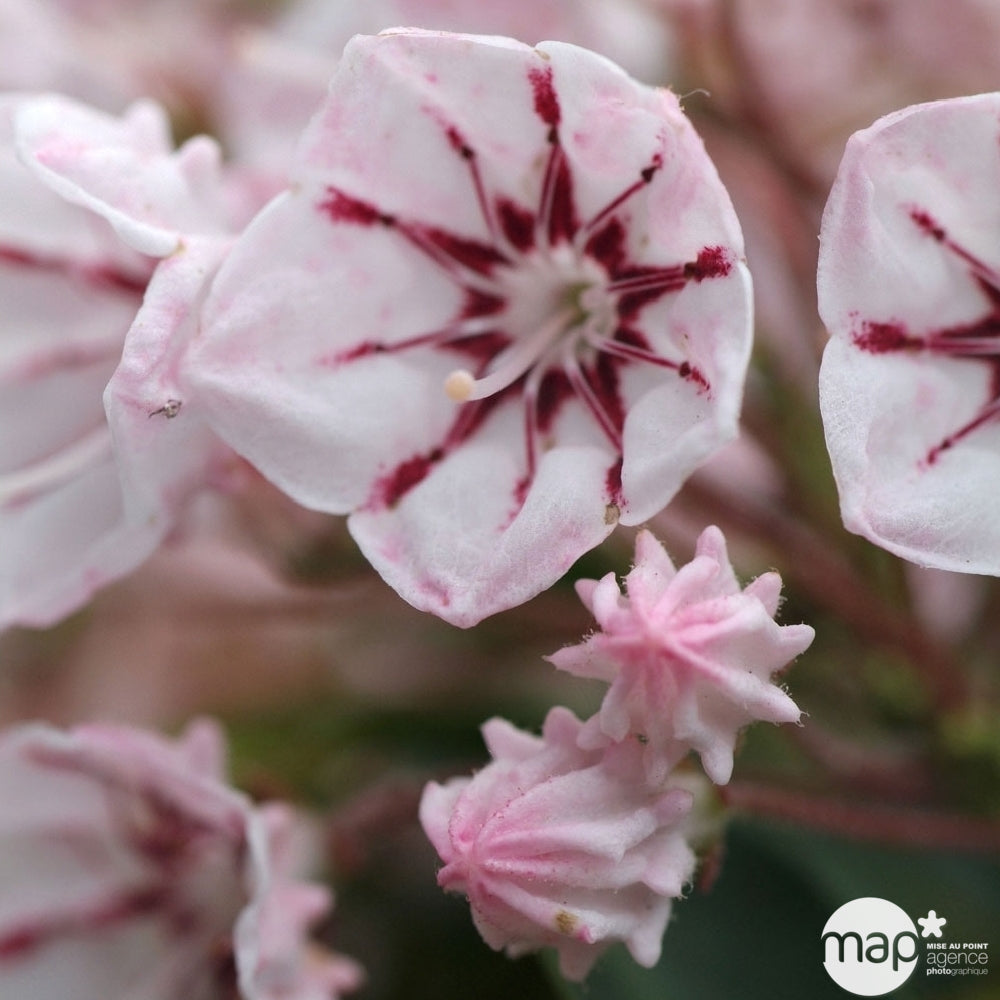 Kalmia Latifolia : Hauteur 30/40 Cm Conteneur De 3 Litres