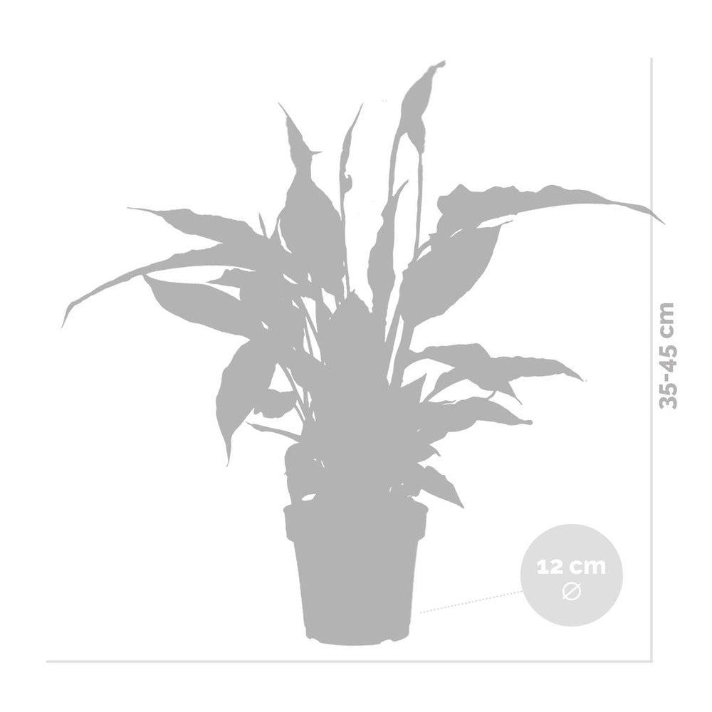 Spathiphyllum - Fleur De Lune - Plantes D’intérieur - Dépolluante - Hauteur 30-40 Cm - Pot 12 Cm