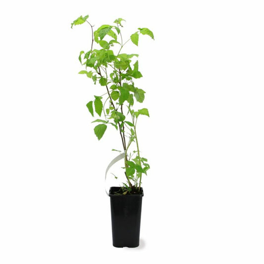 Framboisier 'heritage' (rubus Idaeus 'heritage')