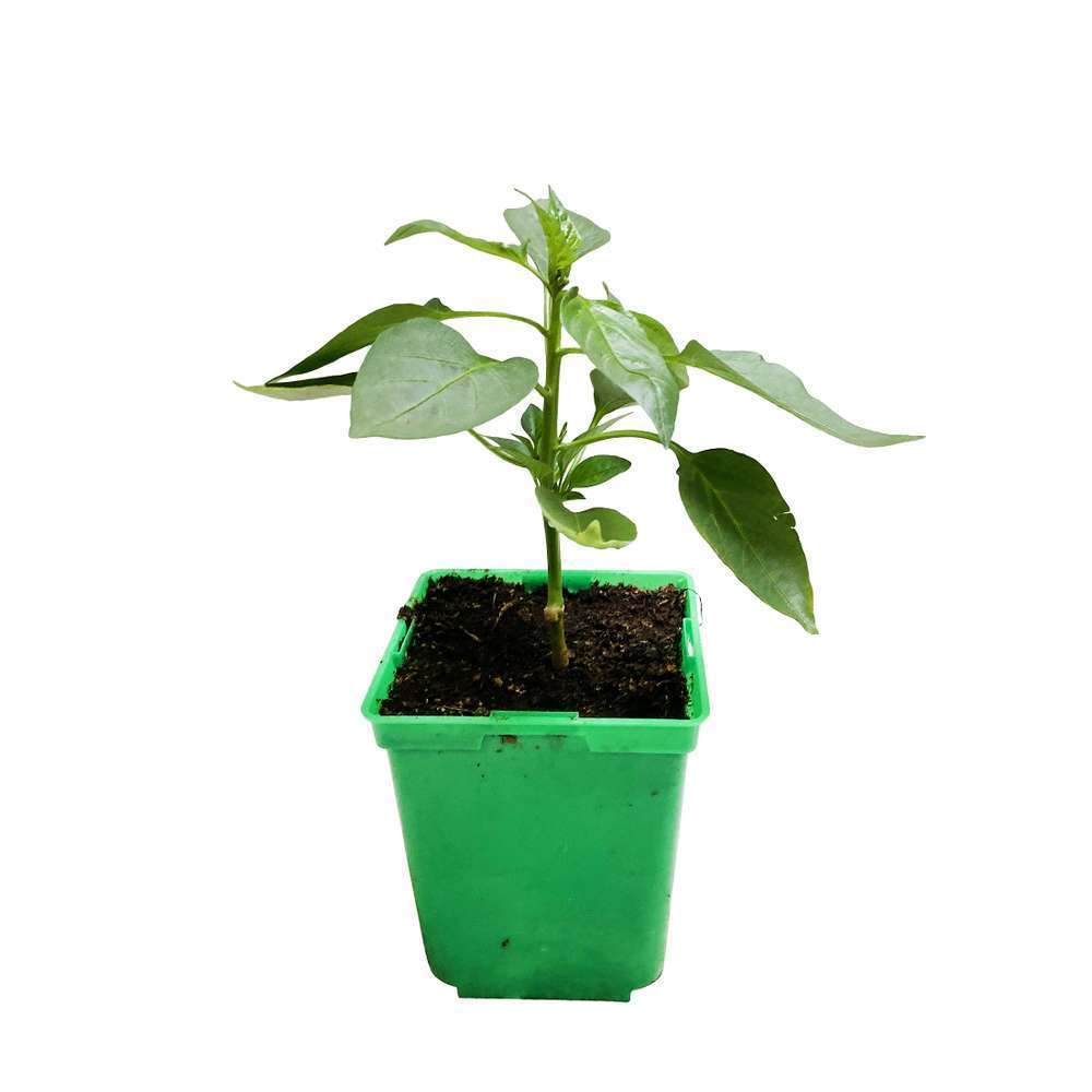 Plant De Poivron 'Lamuyo' F1 Greffé : Pot De 1 Litre