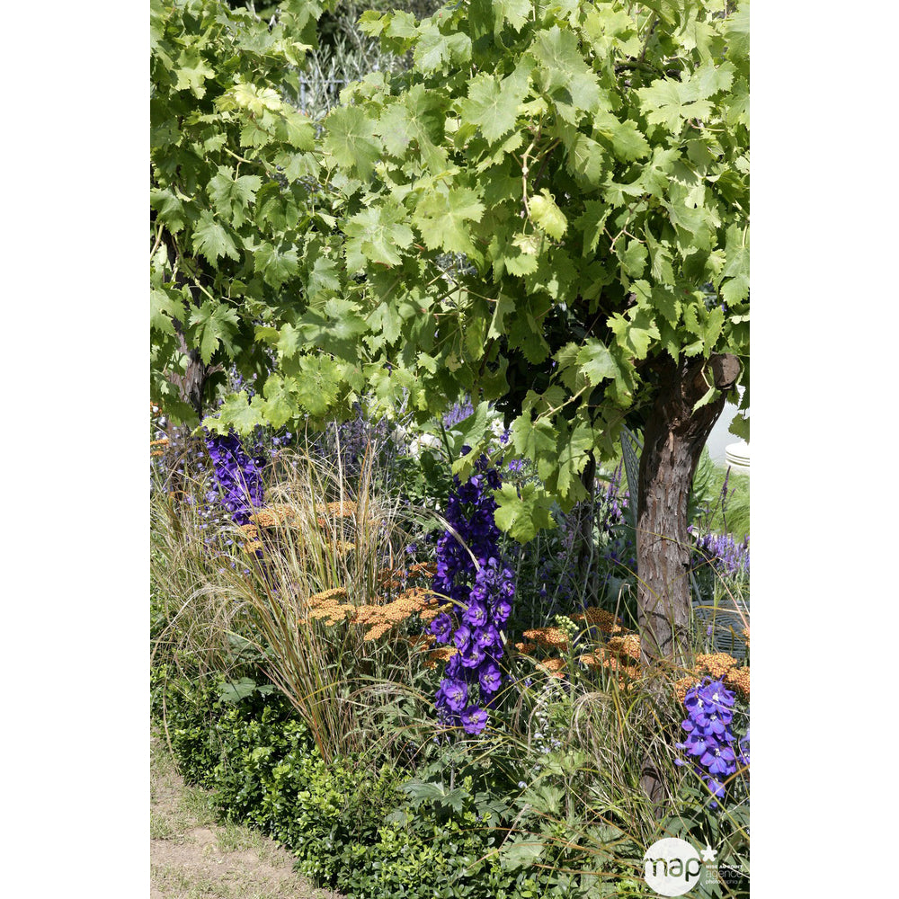 Vigne 'Cardinal' : Pot De 3 Litres