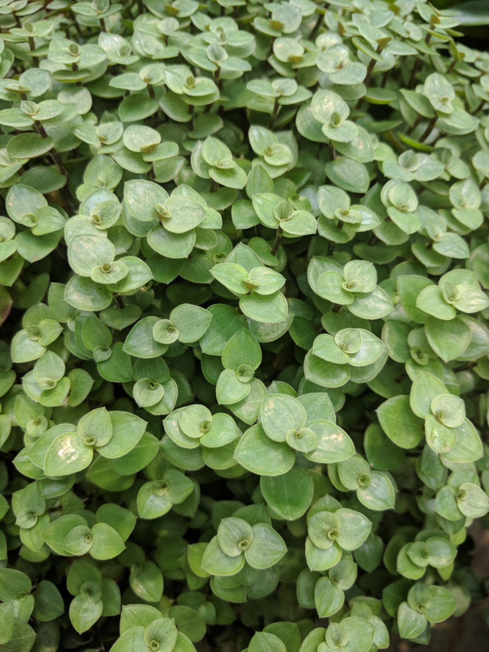 Lot De 6 - Callisia Repens - Plante Tortue - Comestible Pour Animaux - 10-20 Cm De Haut - Pot 12 Cm