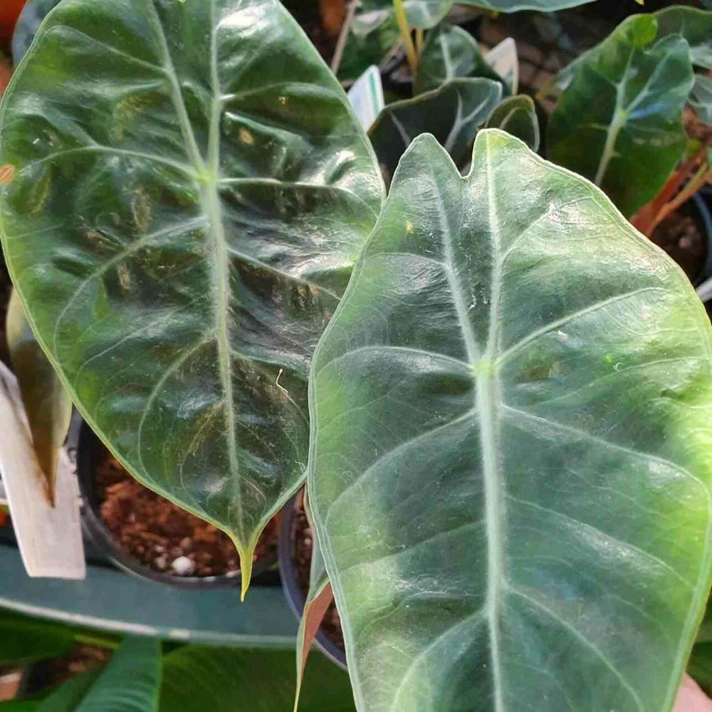 Alocasia 'pink Dragon' (oreille D'éléphant, Taro) Taille Pot De 3 Litres - 50/60 Cm