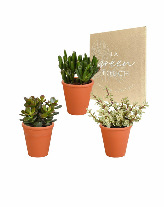 Coffret Crassula Et Ses Caches-pots Terracotta - Lot De 3 Plantes, H18cm