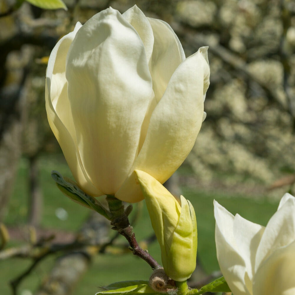 Magnolia Yellow Lantern - Le Pot / 2l / Hauteur Livrée 25-30cm