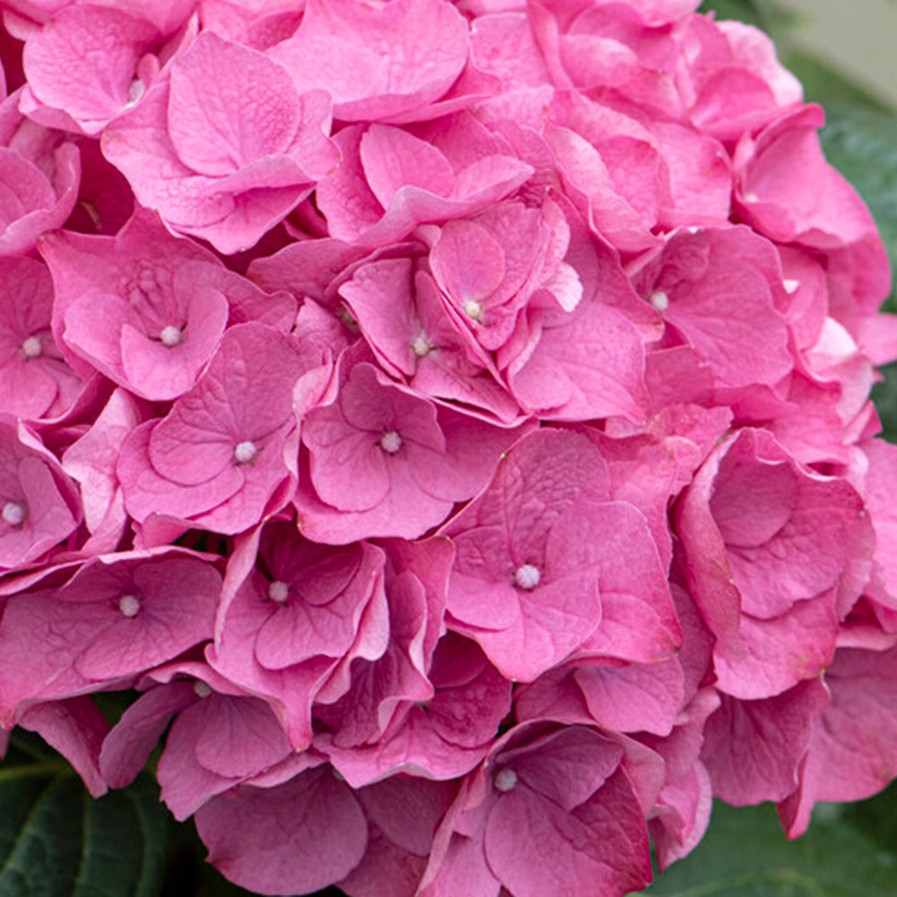 Hydrangea Macrophylla Early Pink - Hortensia - Hortensia Commun - Plantes De Jardin - 20-30 Cm