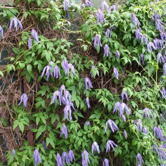 2 X Clématite 'frances Rivis' - Clematis Alpina 'frances Rivis' - 50-60 Cm Pot