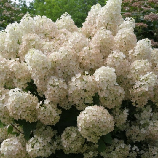 Hortensia - Set De 2 - Hydrangea Paniculata 'bobo' - Hauteur 25-40cm - ⌀19cm