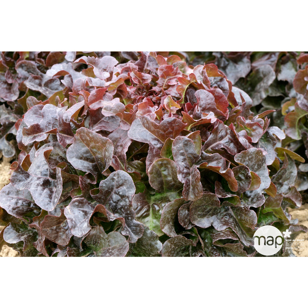 Plants De Laitues 'Grenadine' Et 'Querido' : Barquette De 12 Plants