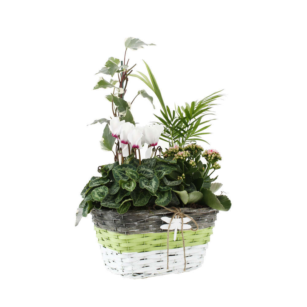 Composition Panier Fleuri : 5 Plantes- Coloris Variables (N3).